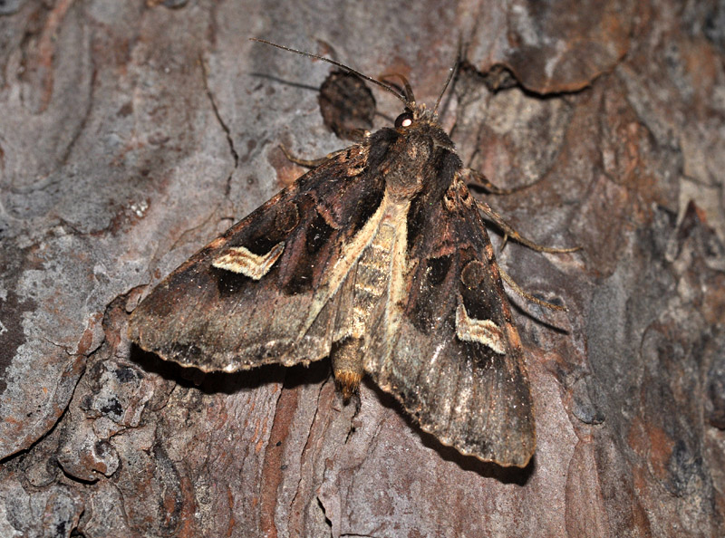 Trigonophora flammea e sue uova